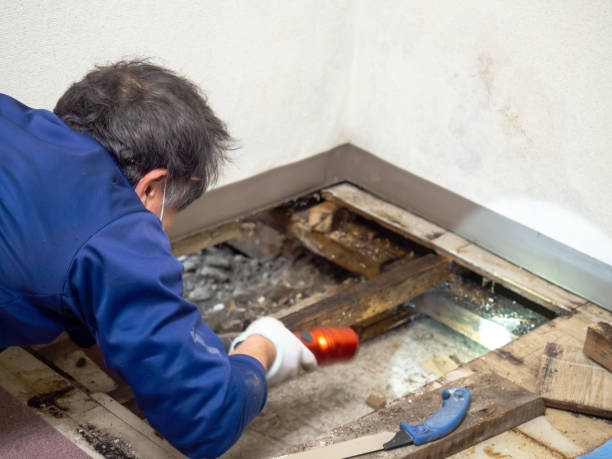 Best Commercial Mold Removal  in Brandywine Bay, NC