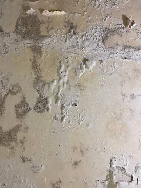 Best Mold Cleaning Services  in Brandywine Bay, NC