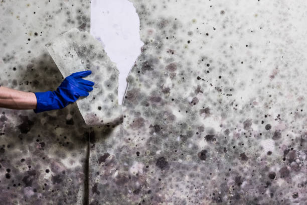 Best Residential Mold Removal  in Brandywine Bay, NC