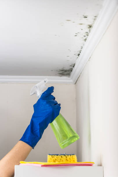 Best Black Mold Removal  in Brandywine Bay, NC
